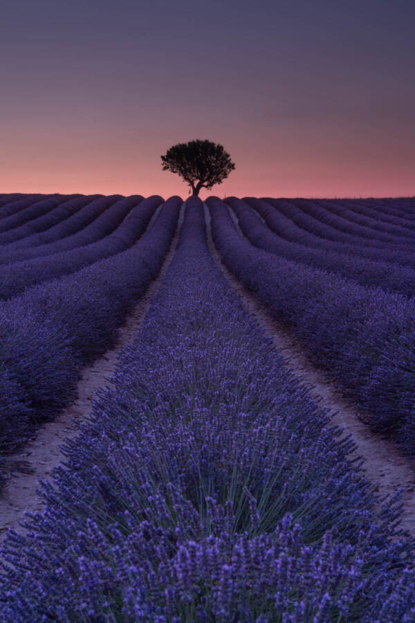 Fields of Violet – Valensole